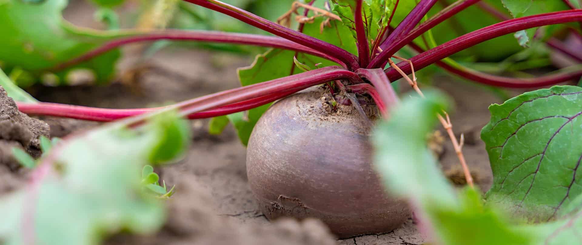 Liste des fruits et légumes commençant par B