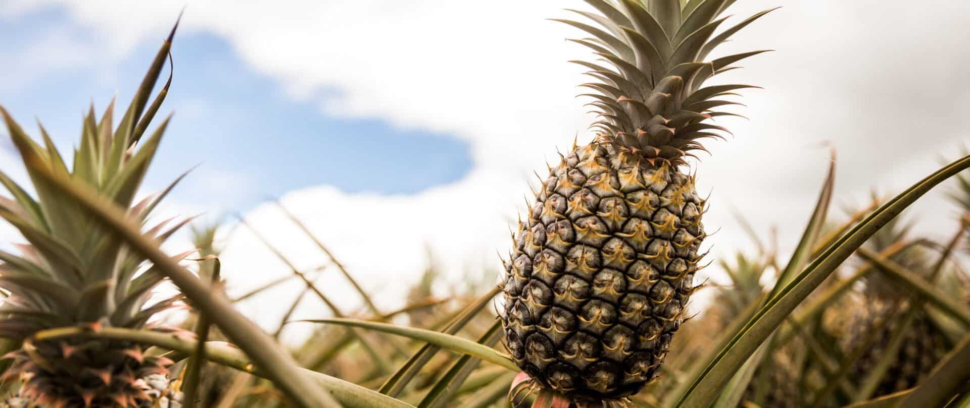 ananas