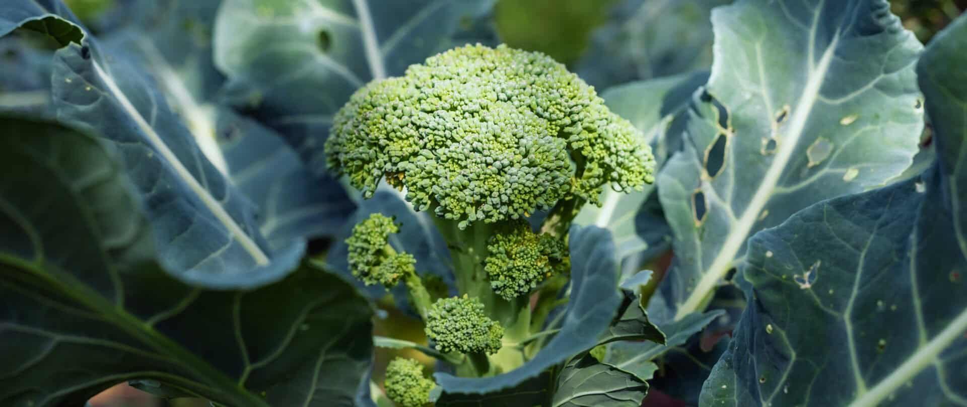 Brocoli