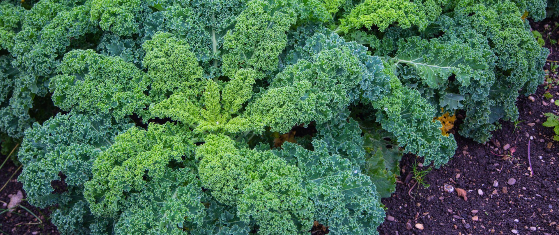 Chou kale