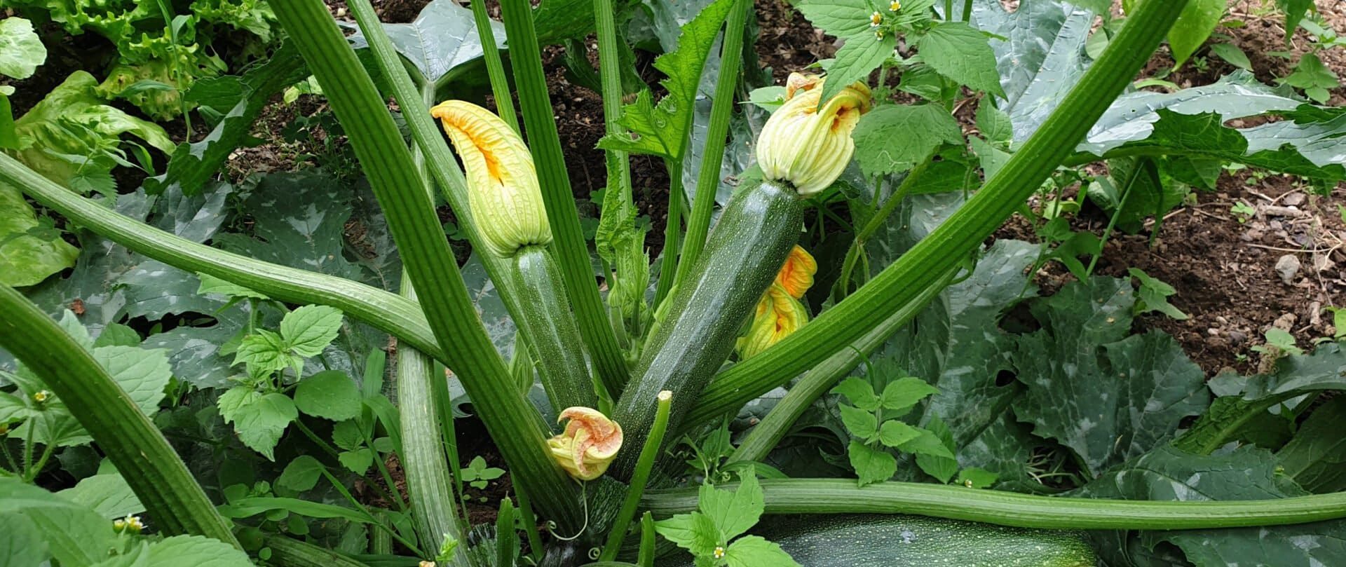 Courgette