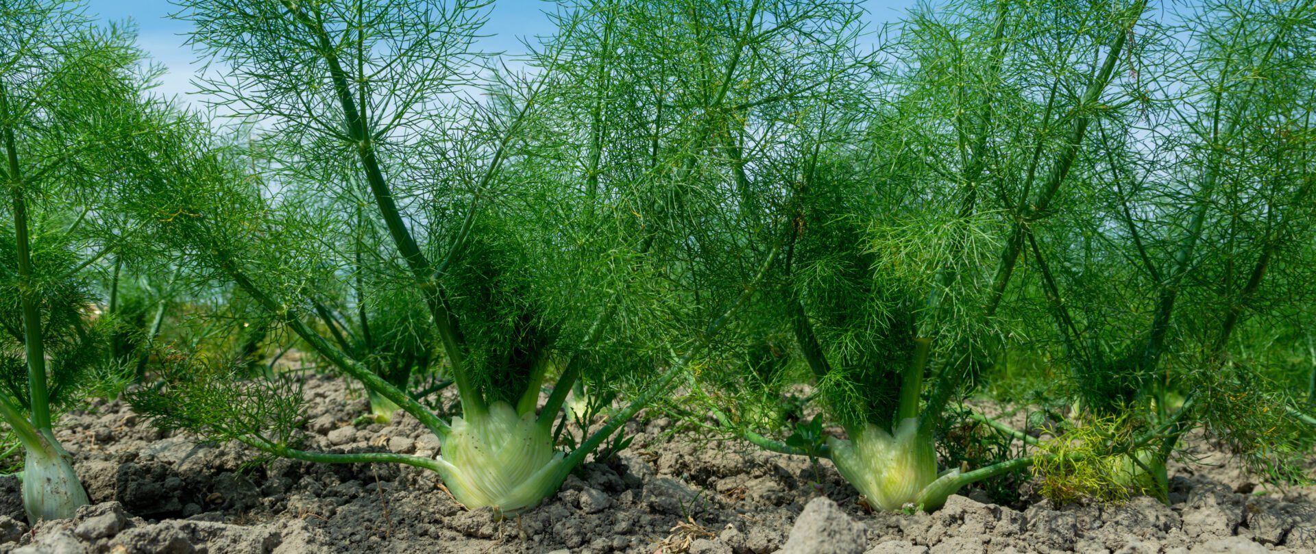 Fenouil Preparer Cuire Associer Cuisiner Interfel Les Fruits Et Legumes Frais