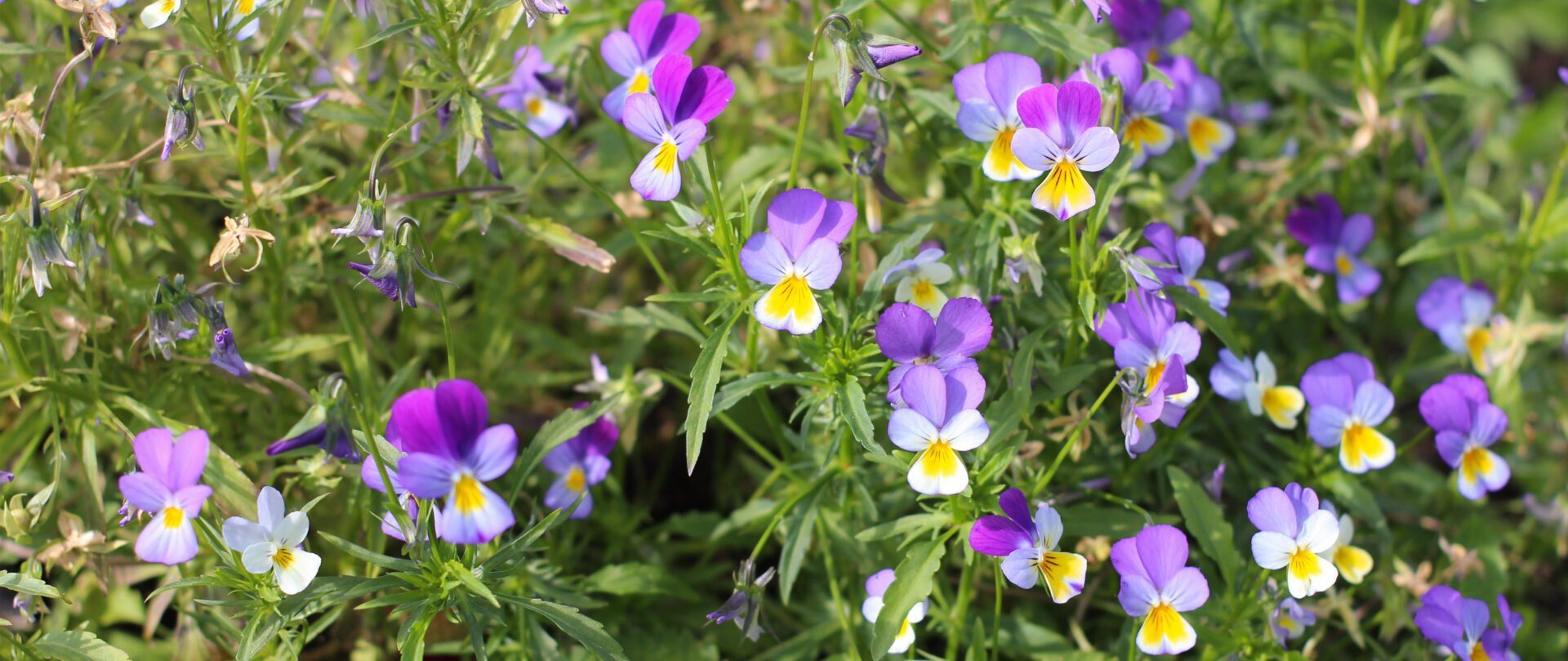 Fleurs comestibles : Présentation, production, consommation - Interfel