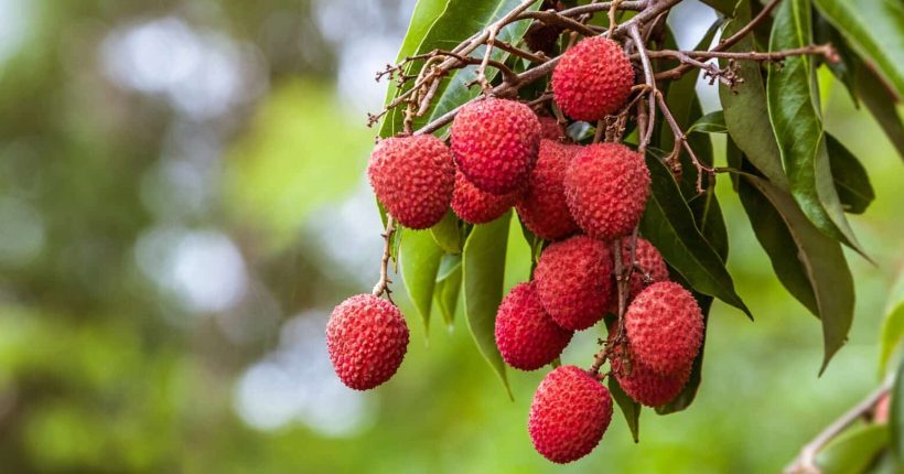 Litchi