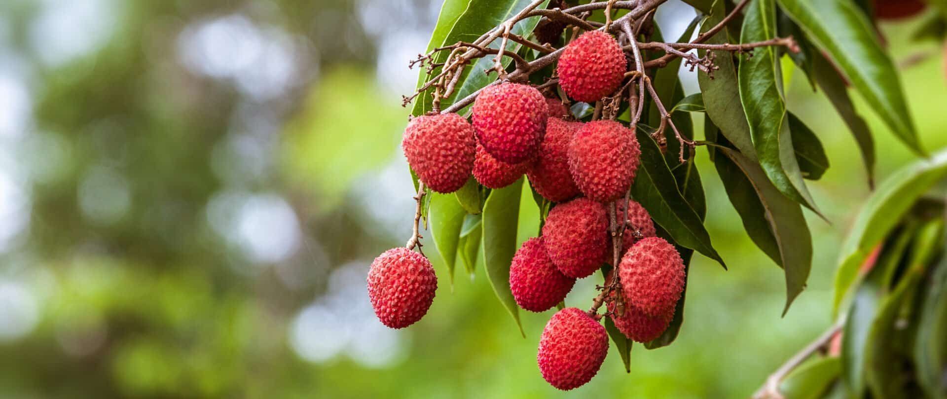 Litchi