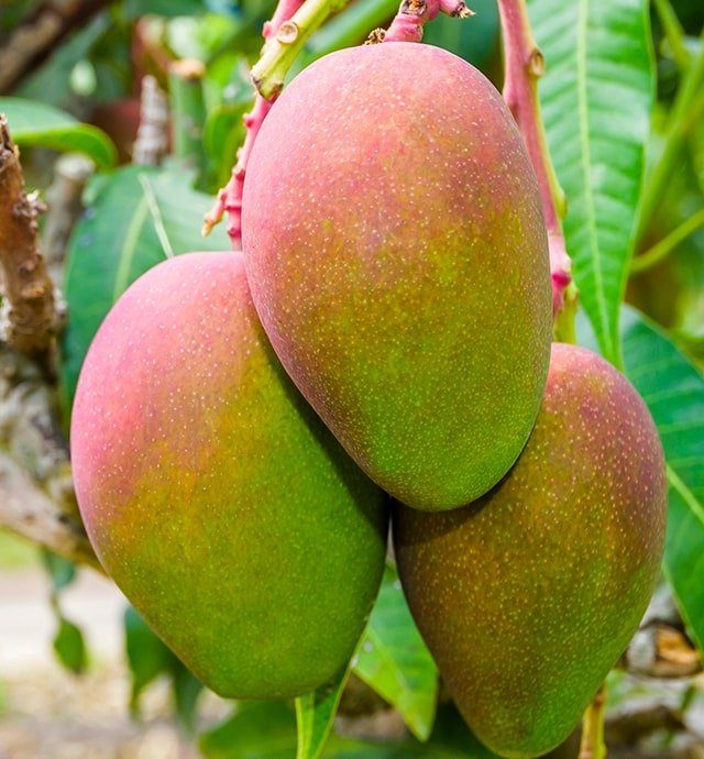 Mangue Choisir Conserver Signes De Qualite Et D Origine Interfel Les Fruits Et Legumes Frais