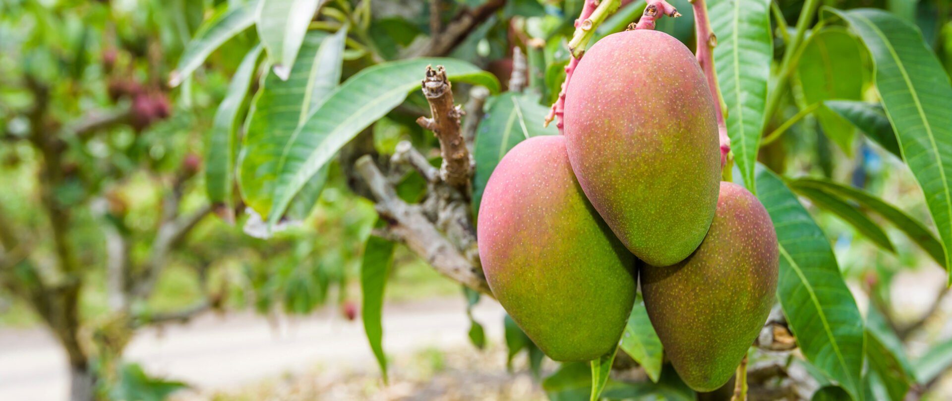 Liste des fruits et légumes commençant par M