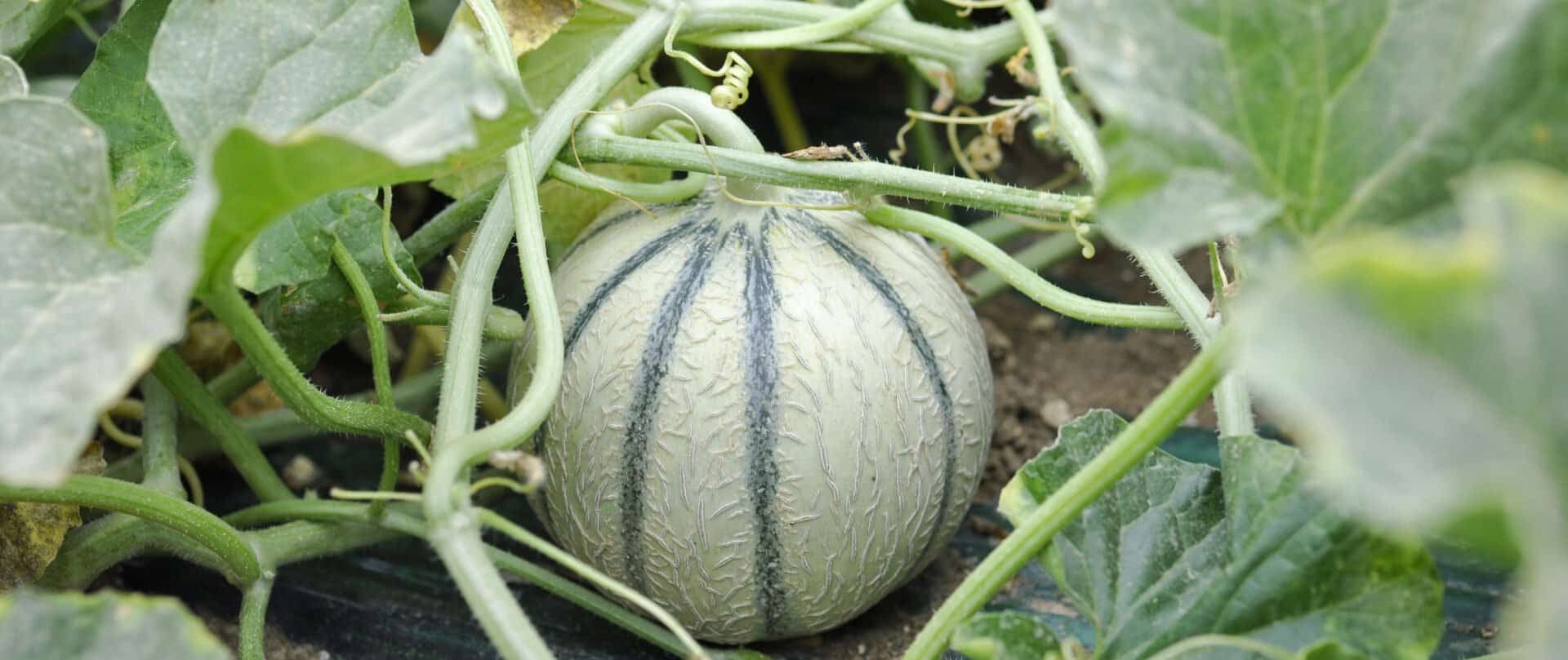 Melon