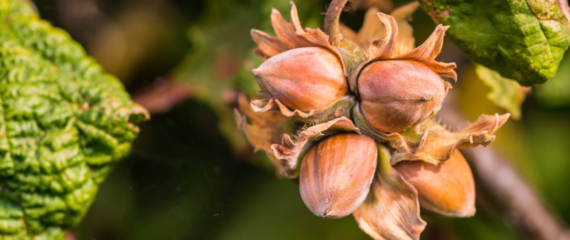 noisette-production-culture-botanique-interfel-les-fruits-et