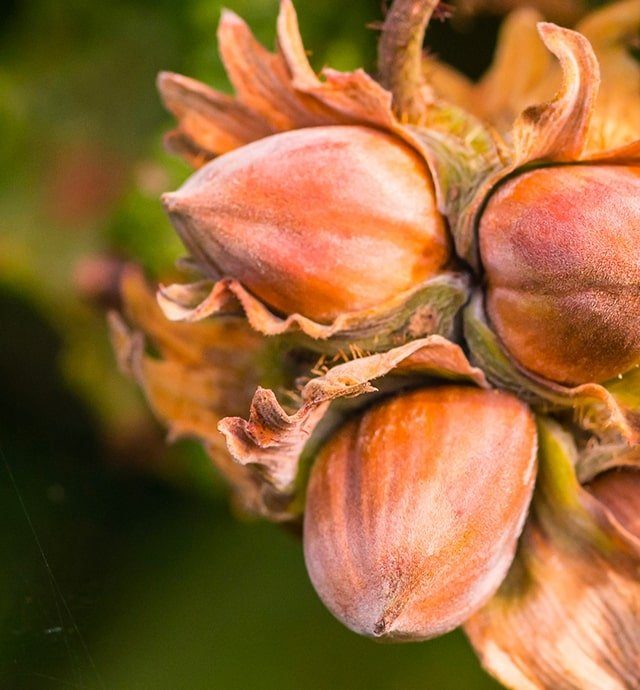 Noisette : Présentation, Production, Consommation - Interfel - Les ...