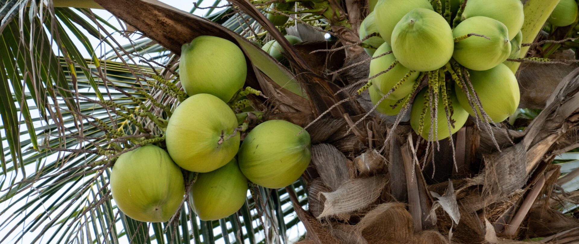 tout-savoir-sur-la-noix-de-coco-botanique-culture-et-production