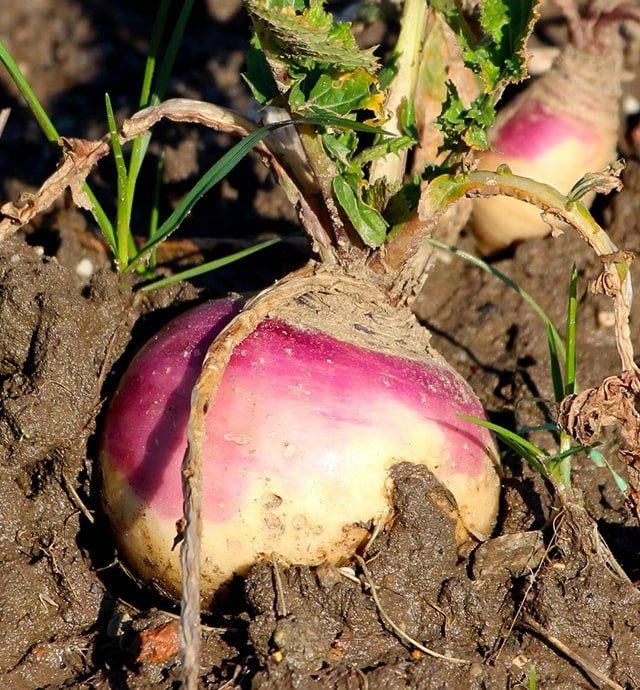 Le Rutabaga Pour Les Enfants Informations Et Recettes