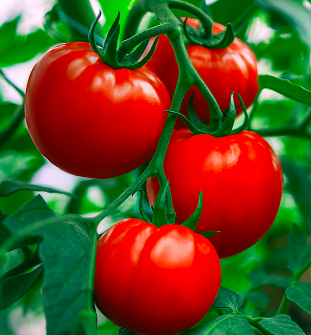 Tout Savoir Sur La Tomate Botanique Culture Et Production Histoire 