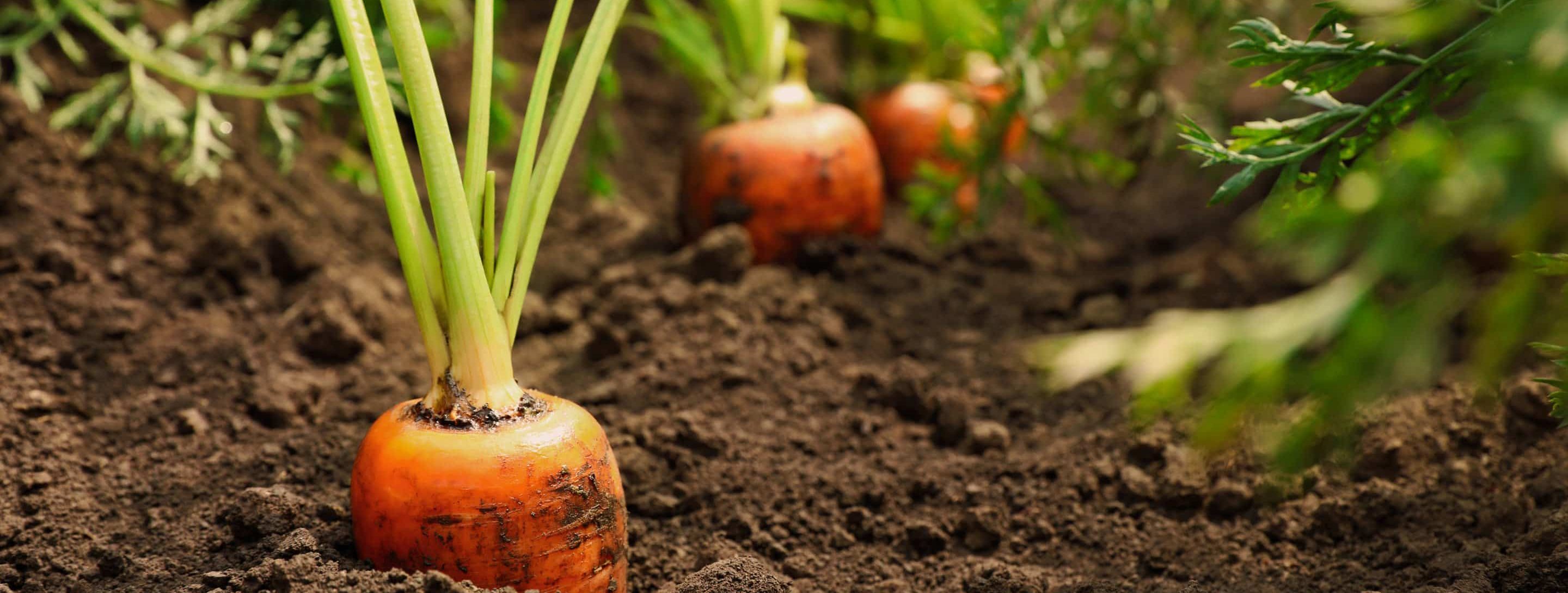 Image de carottes primeurs