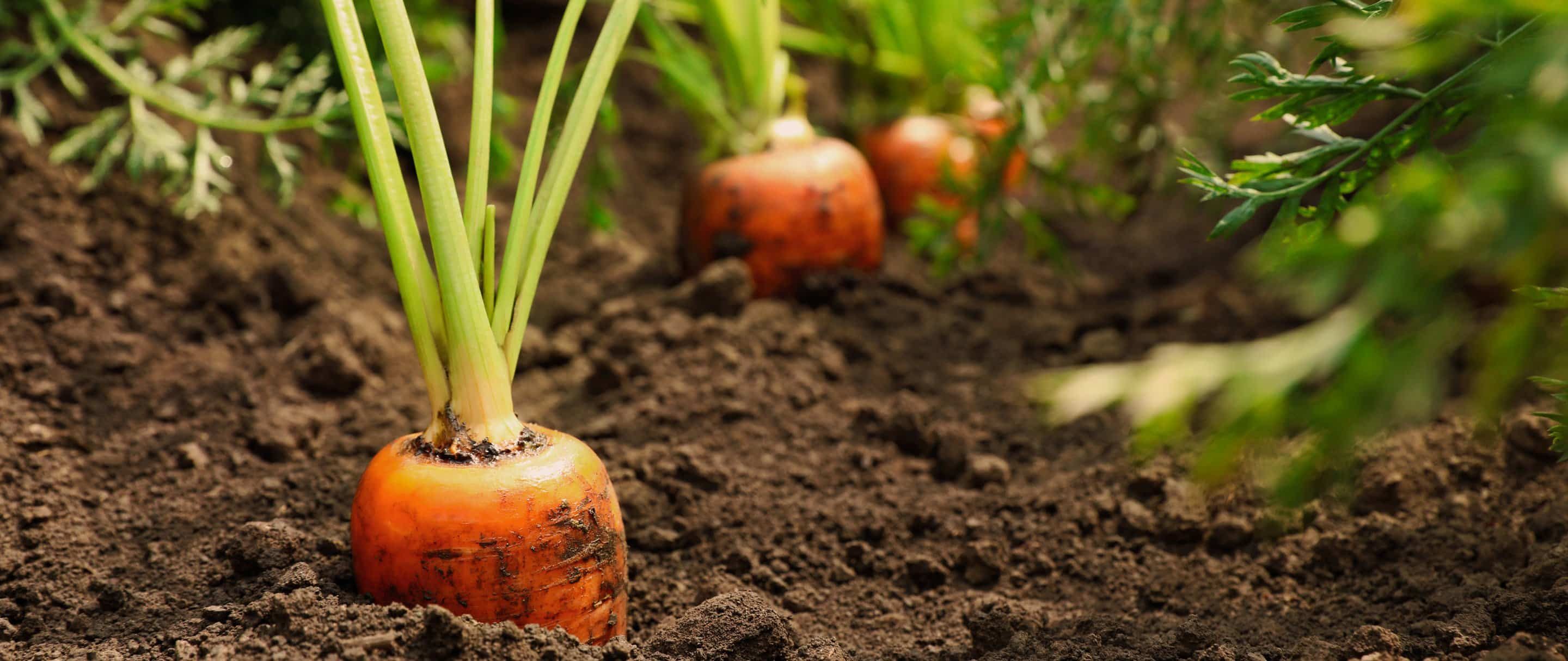 Image de carottes primeurs