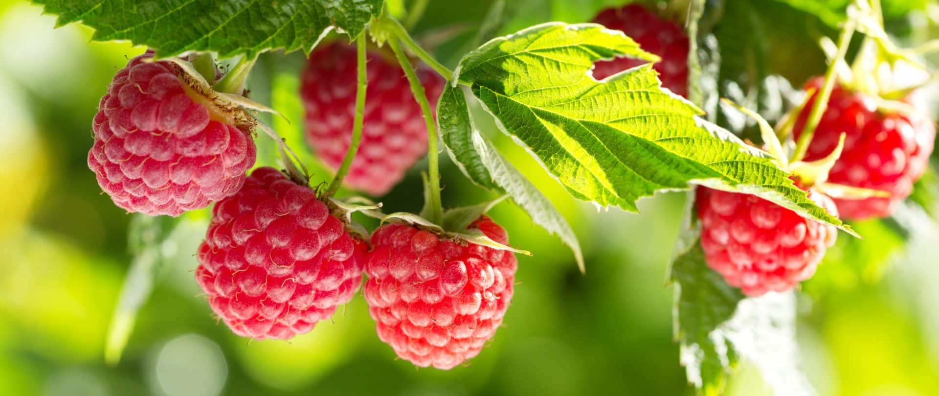 Framboises