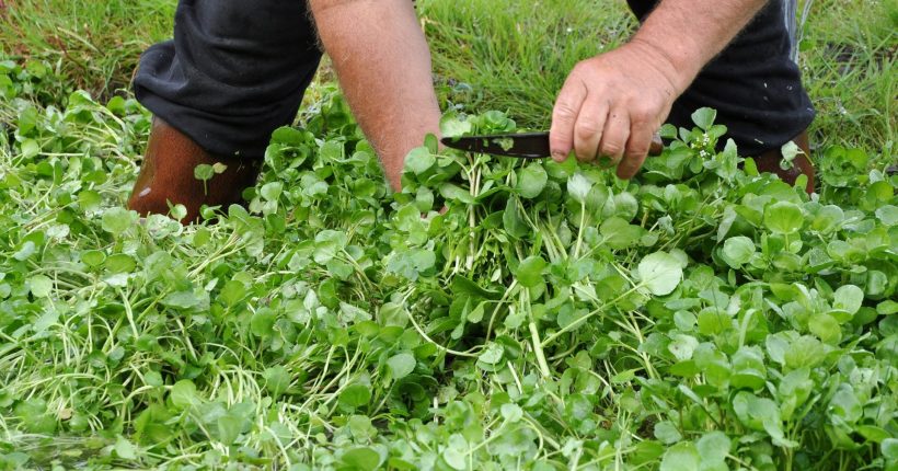 Métiers De la terre à l'assiette